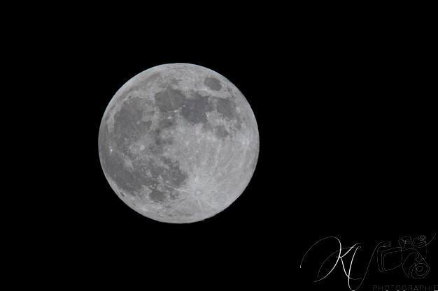  FC Grenoble Rugby - Soyaux Angoulême - Rugby - FFR 2024 - Pro D2 - FC Grenoble Rugby (37) vs (7) Soyaux Angouleme (#PD224PD2FCGSO11) Photo by: Karine Valentin | Siuxy Sports 2024-11-15