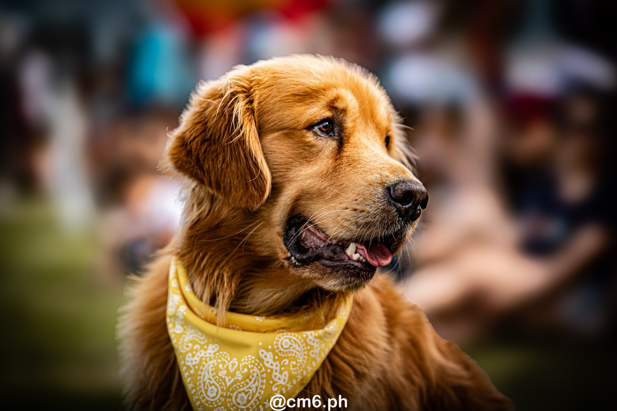   -  - Rugby - Seven Tafi del Valle 2024 - Publico (#STDV24PUB) Photo by: Christian Mas | Siuxy Sports 2024-01-27