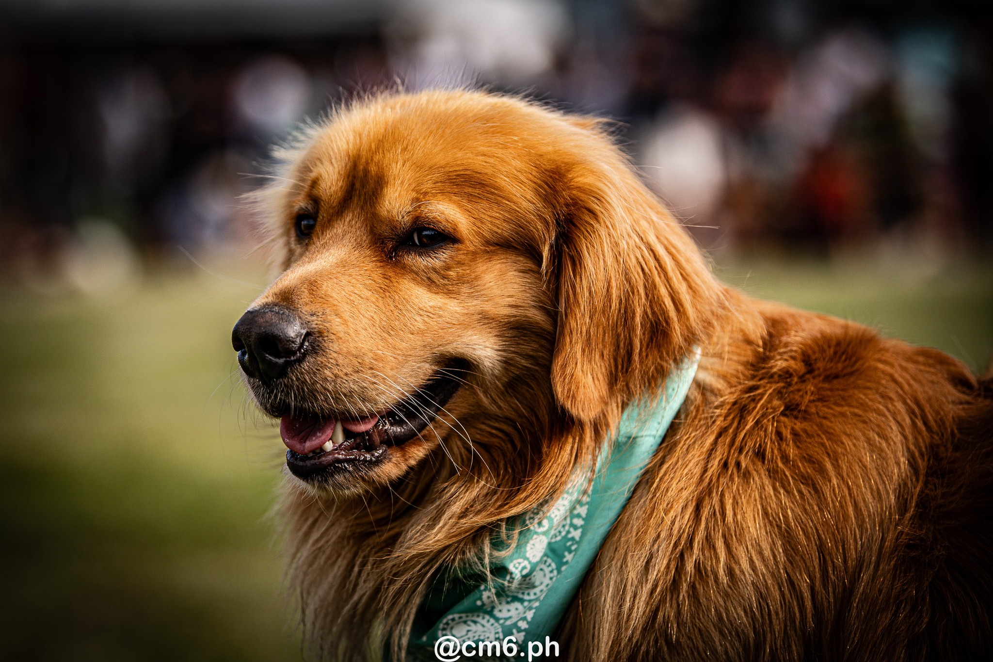   -  - Rugby - Seven Tafi del Valle 2024 - Publico (#STDV24PUB) Photo by: Christian Mas | Siuxy Sports 2024-01-27